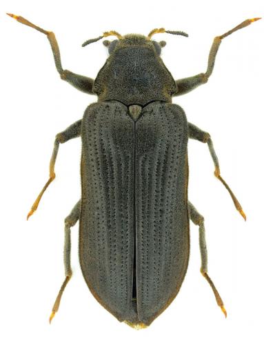 Potamophilus acuminatus