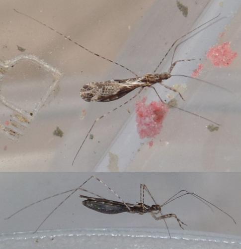 Réf. 284 554 : Empicoris sp.
