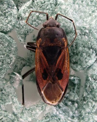 Rhyparochromus phoeniceus