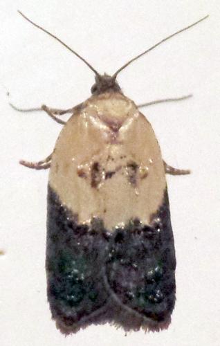 Réf. 284 609 : Acleris variegana