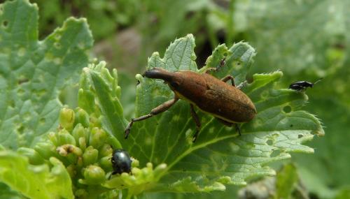 Réf. 284 433 : Lixus sp.