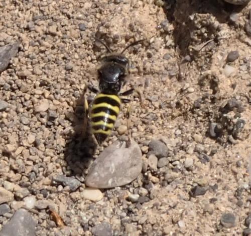 Réf. 284 274 : Bembecinus tridens