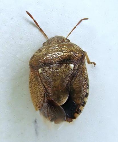 Staria lunata
