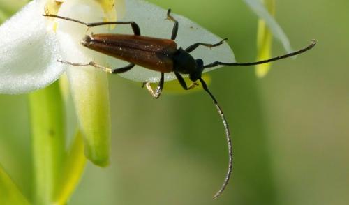 Réf. 284 117 : Stenurella sp.