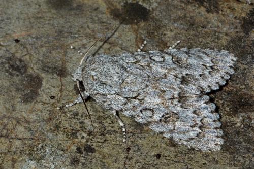 Réf. 284 160 : Acronicta aceris