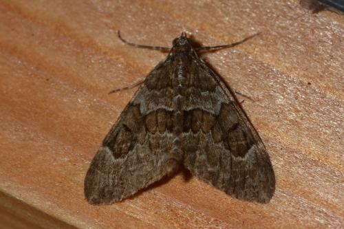 Thera sp.
