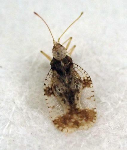 Réf. 284 436 : Stephanitis pyri