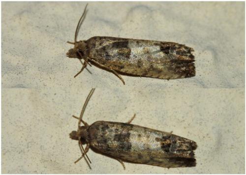 Spilonota ocellana