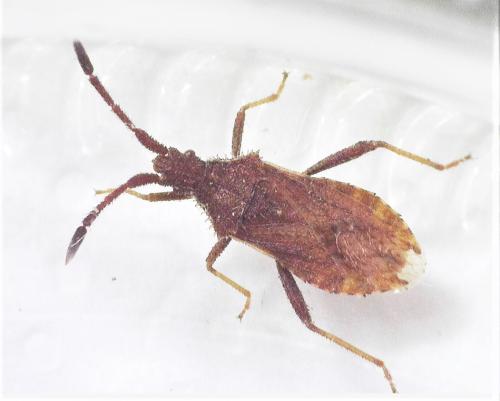 Coriomeris sp.