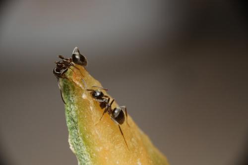 Réf. 284 299 : Lasius sp.