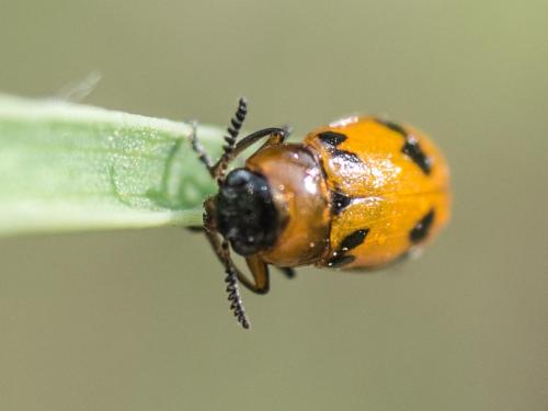 Macrolenes dentipes