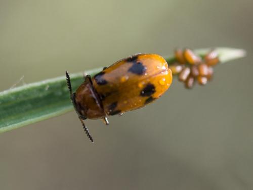 Macrolenes dentipes