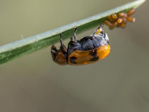 Macrolenes dentipes