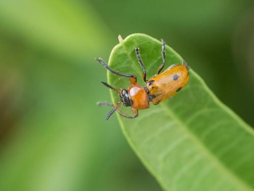 Macrolenes dentipes