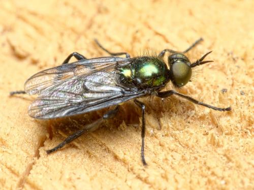 Actina chalybea
