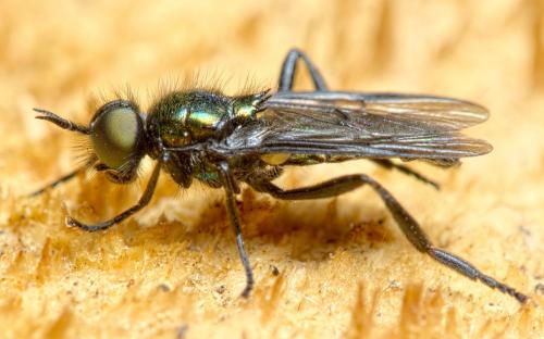 Réf. 284 573 : Actina chalybea
