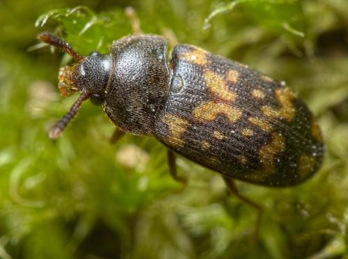 Mycetophagus atomarius