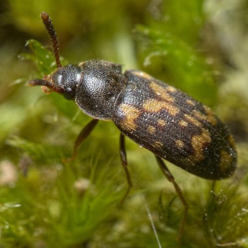 Réf. 284 449 : Mycetophagus atomarius