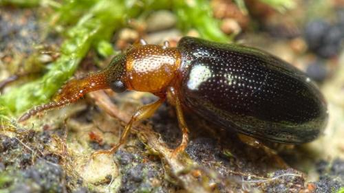 Réf. 284 017 : Salpingus ruficollis