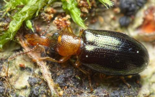 Salpingus ruficollis