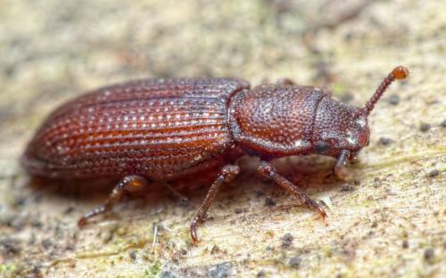 Réf. 284 006 : Pycnomerus terebrans