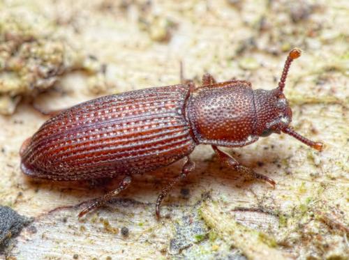 Réf. 284 005 : Pycnomerus terebrans