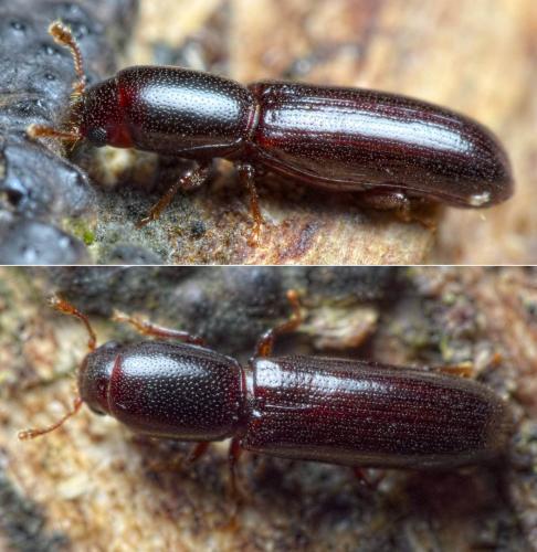 Réf. 284 087 : Teredus cylindricus