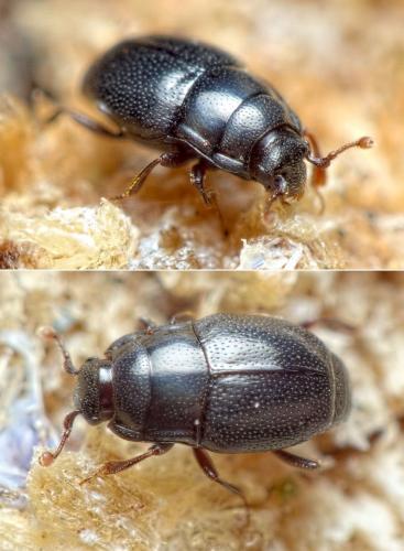 Plegaderus vulneratus