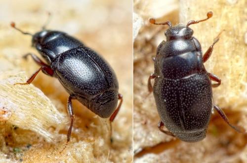 Plegaderus vulneratus