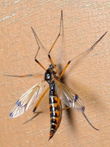 Dictenidia bimaculata