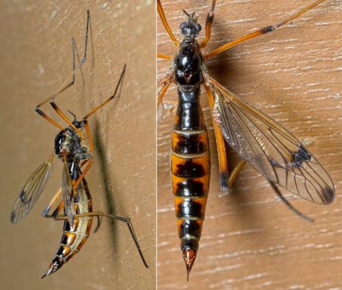 Dictenidia bimaculata