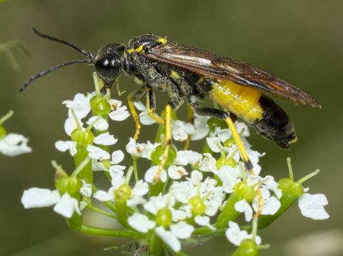 Réf. 284 704 : Tenthredo maculata maculata