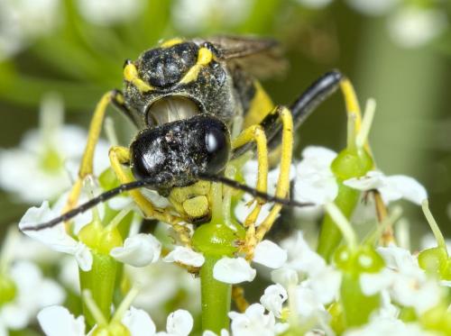 Réf. 284 705 : Tenthredo maculata maculata