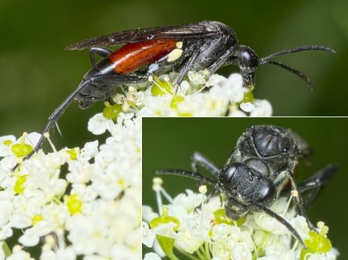 Réf. 284 564 : Macrophya blanda