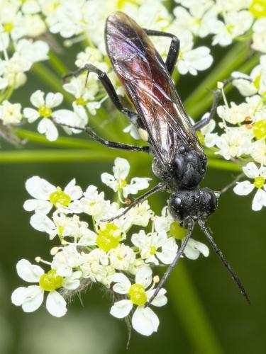Réf. 284 565 : Macrophya blanda