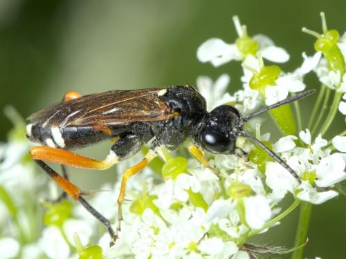 Réf. 284 447 : Macrophya rufipes
