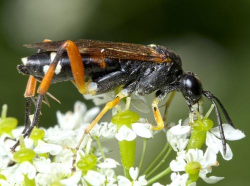 Réf. 284 446 : Macrophya rufipes