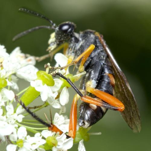 Réf. 284 456 : Macrophya rufipes