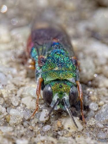 Parnopes grandior