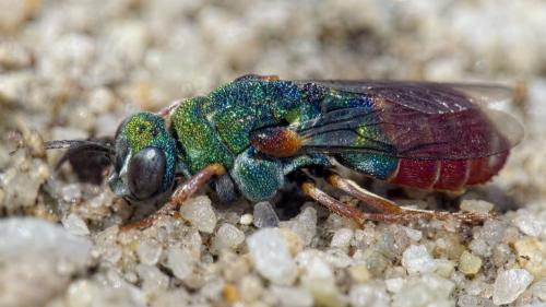 Parnopes grandior