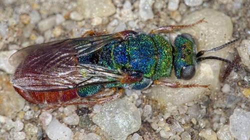 Parnopes grandior