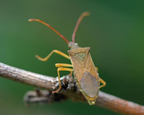 Gonocerus acuteangulatus