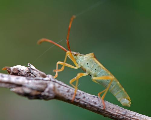 Gonocerus acuteangulatus