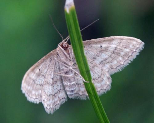 Réf. 284 847 : Idaea macilentaria