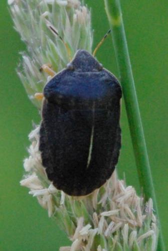 Réf. 284 136 : Eurygaster austriaca