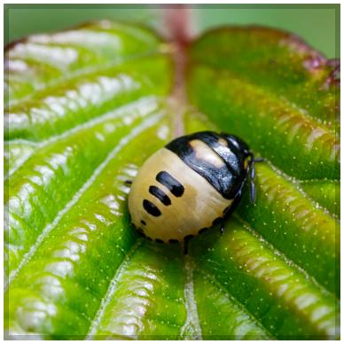 Réf. 284 425 : Tritomegas bicolor
