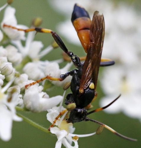 Ichneumon terminatorius