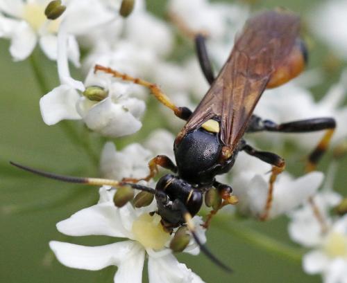 Ichneumon terminatorius