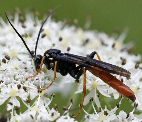 Réf. 284 530 : Amblyjoppa fuscipennis