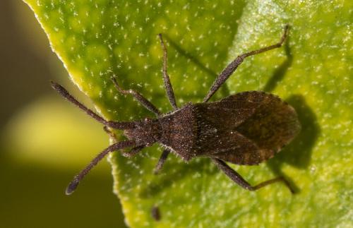 Coriomeris sp.